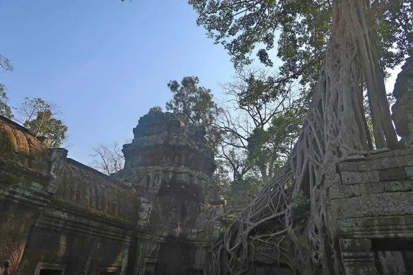 Racines d'arbres poussant du mur de pierre dans angkor wat ville de la civilisation khmère, cambodia, empire khmer — Photo