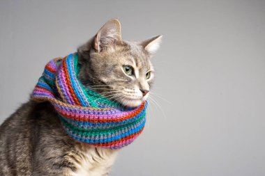 Soğuk sonbahar ve kış için örülmüş eşarplı şirin kedi, üzgün bakışlar sroronu güzel, yeşil gözler, kopyalama alanı ile.