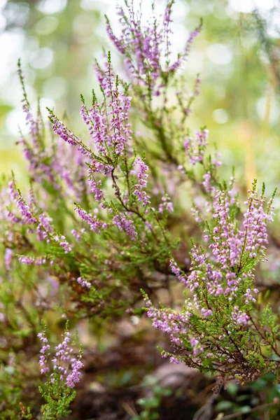 Fényes, gyönyörű, lila-rózsaszín, közönséges hangú Calluna vulgaris, az erdőben, a növényzet homályos hátterében. — Stock Fotó