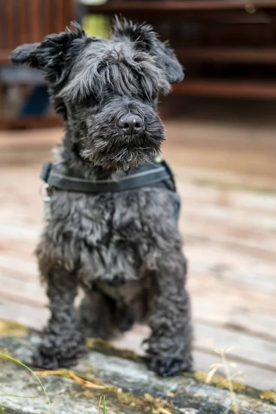 Lindo shaggy schnauzer cuidadosamente, cauteloso mira a la distancia a través de un largo flequillo y guarda sus posesiones . —  Fotos de Stock