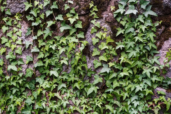 Hermoso arbusto siempreverde de hiedra común Hedera hélice rizos sobre una vieja pared de grandes adoquines . — Foto de Stock