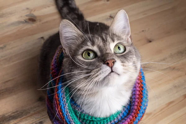 Soğuk kış için hazırlanmış çok renkli eşarplı şirin bir kedi ve güzel yeşil gözlerle görünüyor.. — Stok fotoğraf