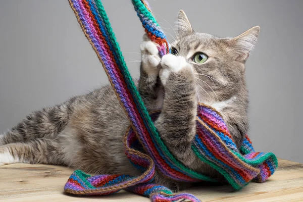Lazy, fat cat lies on a wooden table and plays with a knitted, multi-colored scarf.