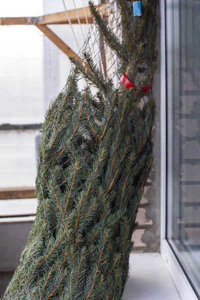 L'albero di Natale con etichette informative, confezionato in rete, si trova sul balcone vicino alla finestra. Prepararsi per il nuovo anno . — Foto Stock