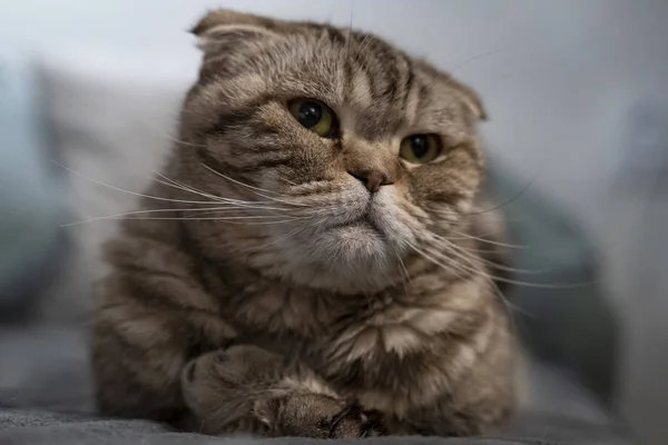 Mooie, trieste kat Schotse Vouw ziet er bedachtzaam en met interesse aan de zijkant, liggend op een zachte plaid. — Stockfoto