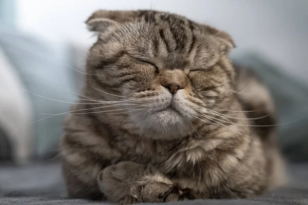 Linda, gato bonito Scottish Fold está descansando, ela fechou os olhos e está dormindo, deitado em uma planície macia . — Fotografia de Stock