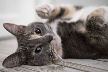 Şirin, küçük kedi sıcak fayanslı zeminde bulanık bir zeminde yatmaktan hoşlanır..