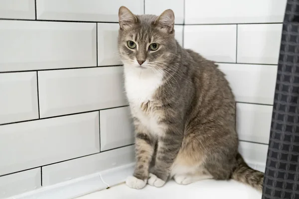 Smutná kočka s krásnýma zelenýma očima sedí v koupelně a zamyšleně se dívá na tekoucí vodu. — Stock fotografie