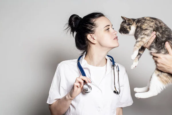 Słodka weterynarz ze stetoskopem komunikuje się z kotem trzymanym przez asystentkę przed badaniem. Przestrzeń kopiowania. — Zdjęcie stockowe