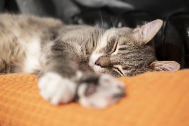 Şirin kedi yumuşak, parlak bir yastıkta, sıcak bir radyatörün bulanık arka planında uyur..
