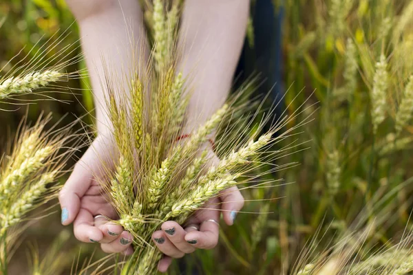 Dłonie kobiety dotykają kolców pszenicy Triticum, na polu, na wsi. Rolnictwo. Bogate zbiory. Zdjęcie poziome. — Zdjęcie stockowe