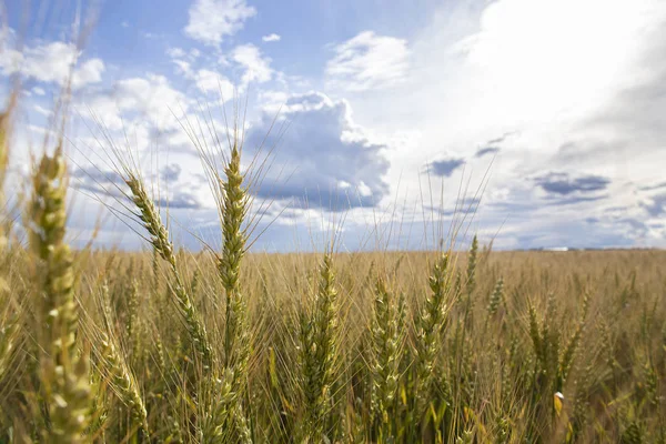 Épillets de blé Triticum, sur un fond flou de champ et de ciel, à la campagne. L'agriculture. Une récolte riche . — Photo