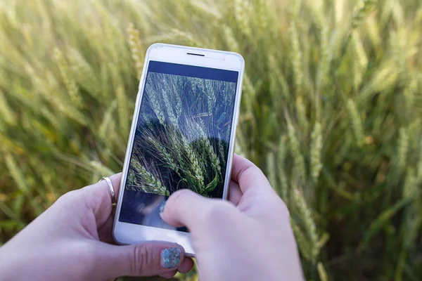 Hände machen eine Aufnahme von einem Stachel Weizen-Triticum, auf einer Smartphone-Kamera, auf einem verschwommenen Feldhintergrund. — Stockfoto