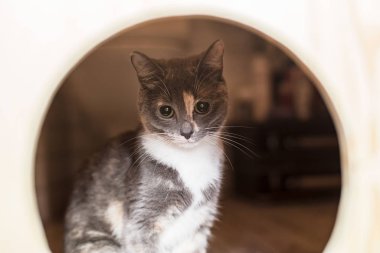 Küçük, büyüleyici, düşünceli bir kedi portresi, kapının yuvarlak deliğinde oturan, hayvanlar için.