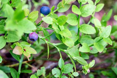 Olgun, sulu yaban mersini Aşısı mersinleri yeşil bir çalılıkta..