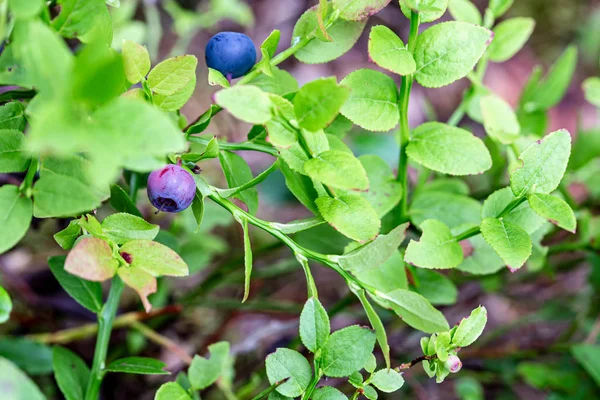 Olgun, sulu yaban mersini Aşısı mersinleri yeşil bir çalılıkta..