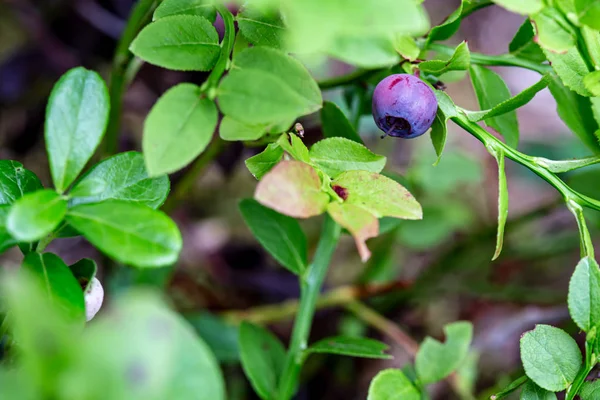 Berries of ripe, juicy blueberries Vaccinium myrtillus on a green bush. — 스톡 사진