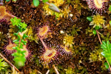 Güzel yuvarlak yapraklı güneş çisesidir. Drosera rotundifolia, bir yaz günü bataklıkta bulunan etobur bir bitkidir. Makro.