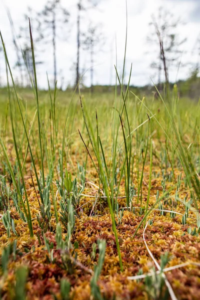Болото, мох и трава, в летний день, на размытом фоне . — стоковое фото