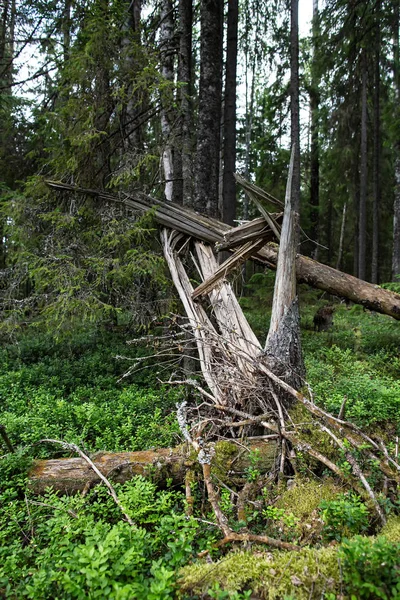 Złamane i upadłe, stare, zgniłe drzewo, w lesie. — Zdjęcie stockowe