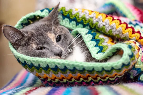 Katze ist auf die Kälte vorbereitet, hüllt sich in ein weiches, warmes, helles Plaid und liegt in Gemütlichkeit und Komfort. — Stockfoto