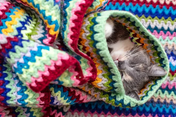 Gato bonito envolveu-se em um macio, quente xadrez de malha e adormeceu . — Fotografia de Stock