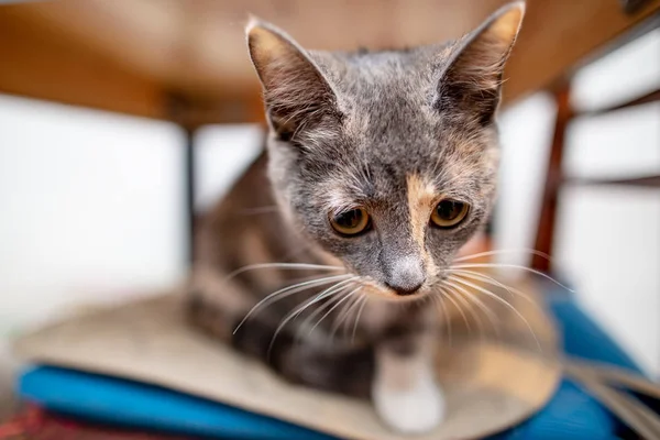 Perplexo, um pequeno gato se senta e se esconde em uma cadeira, em travesseiros macios, debaixo de uma mesa, em um fundo embaçado. . — Fotografia de Stock