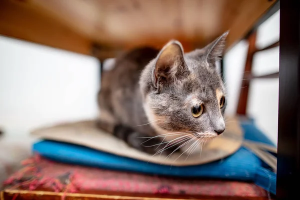 Assustada, a gatinha escondeu-se debaixo da mesa, sentou-se numa cadeira e olha curiosamente para um lado. . — Fotografia de Stock