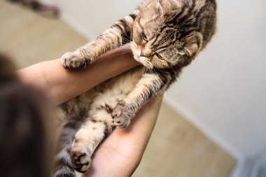 Sahibi güzel, sakin bir İskoç kedisiyle oynuyor, hayvanı kollarına alıyor ve tavanın ve duvarların arkasına doğru yükseliyor..