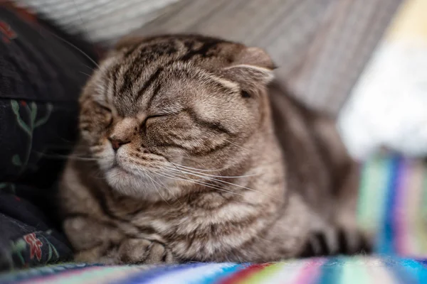 Cat Scottish Fold turned away and sleeps with a displeased muzzle, on a knitted, multi-colored plaid. — Stock Photo, Image