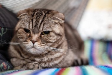 Tatminsiz bir İskoç kedisi sakince çok renkli bir ekose üzerinde dinleniyor ve düşünceli görünüyor..