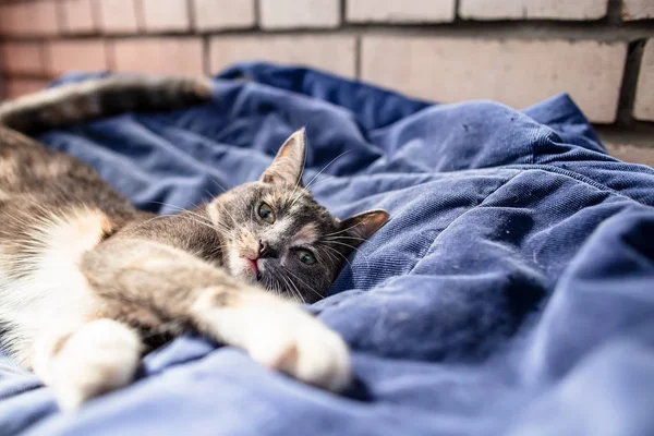 Petite, adorable chat se couche détendu et sommeille sur un oreiller en velours doux, contre un mur de briques, par une chaude journée d'été. Animaux de compagnie . — Photo