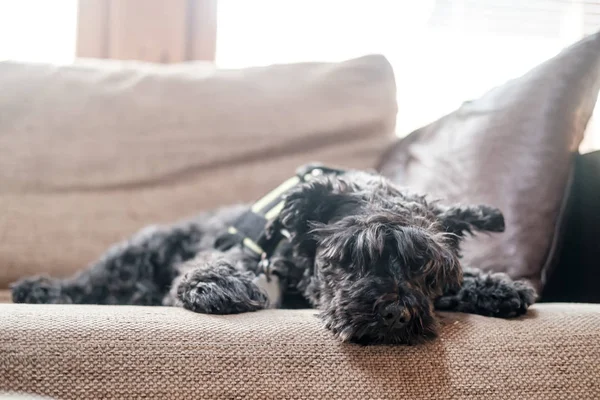 Lindo schnauzer shaggy tranquila y relajadamente se encuentra en un sofá suave, que está cansado después de un paseo y descansa, a la luz natural de la ventana . —  Fotos de Stock