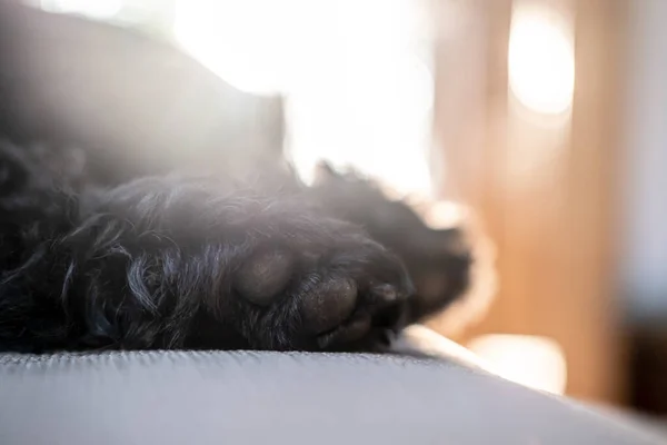 Suaves patas peludas de un schnauzer negro, que duerme en un sofá, a la luz natural de la ventana . —  Fotos de Stock