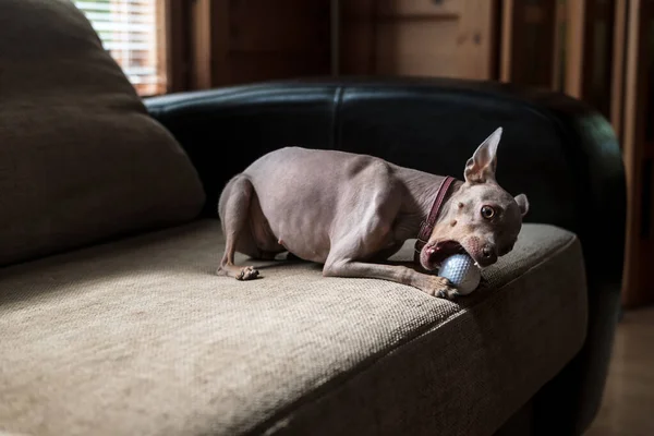 Funny, juguetón ruso Toy Terrier con un collar rosa roer en una pelota de golf, acostado en un sofá suave . —  Fotos de Stock
