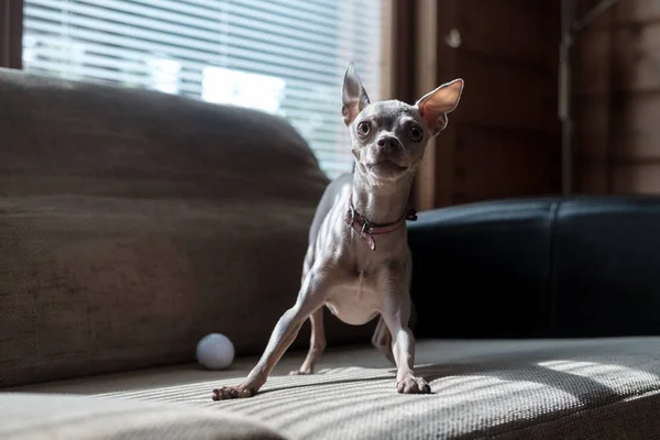 Funny Russian Toy Terrier llama al propietario a jugar en un sofá suave, junto a él hay una pelota de golf, a la luz natural desde una ventana . —  Fotos de Stock