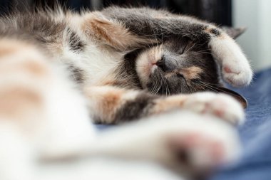 Cute, miniature cat sleeps amusingly with paws on head on a sofa, near a warm radiator.