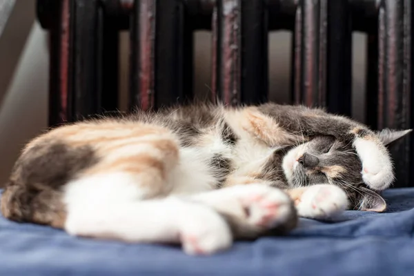 Pisica mică, drăguță doarme într-o poziție amuzantă pe o canapea, lângă un radiator cald . — Fotografie, imagine de stoc
