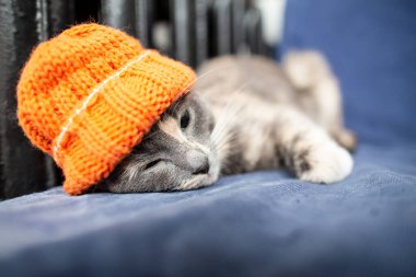 Cute, miniature cat in an orange knitted hat, amusingly lying and sad, on a sofa, near a warm radiator.