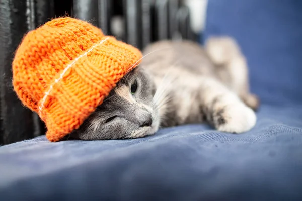 Cute, miniature cat in an orange knitted hat, amusingly lying and sad, on a sofa, near a warm radiator. — Stockfoto