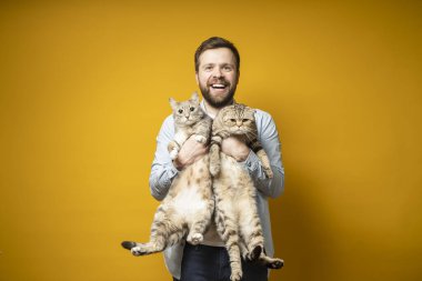Happy bearded owner hugs his two cute cats, one of them is watching with interest, the other is angry. Concept of love for pets.