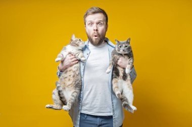 Man, the owner, holds in hands two of his cute cats and looks in surprise at the camera. Concept of love for pets.