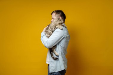 Man hugs his beloved cat, Scottish Fold, she is very upset and sad, a yellow background. Concept of love for pets.