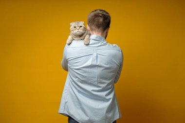 Sad cat, Scottish Fold, sits on the owner shoulder and looks at the camera. Concept of love for pets.