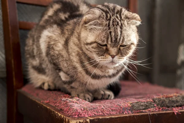 Cat, Scottish Fold, depressed, she sat on an old, scratched chair and looks sadly in the spring sunshine. — Stock Photo, Image