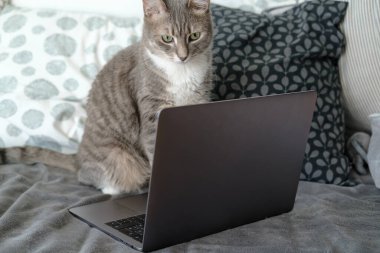 Cute, concentrated cat writes a message on a laptop, sitting on a sofa, at home.