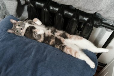 Minyatür kedi, sıcak bir radyatörün yanında, yumuşak bir sedirde sırtüstü yatıyor..