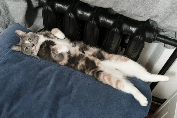Miniatura gato tiene un divertido descanso acostado en su espalda en un suave otomana, cerca de un radiador caliente . — Foto de Stock