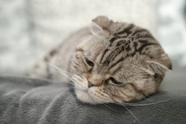 Güzel İskoç kedisi bunalımda, yumuşak bir kanepede uzanıyor, üzgün, düşünceli bir bakışla..