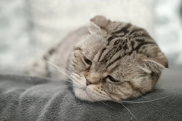 Linda Scottish Fold gato está deprimido, ela se encontra em um sofá macio com um olhar muito triste, pensativo . — Fotografia de Stock